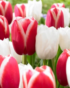 Tulip Royal Virgin Tulipa Royal Virgin -Plant Flower Store Tulip Royal Virgin 11 12cm 0007966 3 55165.1623343762