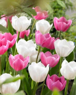 Tulip Royal Virgin Tulipa Royal Virgin -Plant Flower Store Tulip Royal Virgin 11 12cm 0007966 4 07708.1623343763