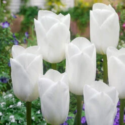 Tulip Royal Virgin Tulipa Royal Virgin