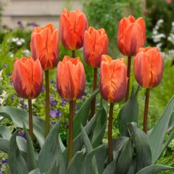 Tulip Royal Wedding Collection Tulipa Princess Irene / Purple Prince -Plant Flower Store Tulip Royal Wedding Collection 1015812 4 59986.1655112391