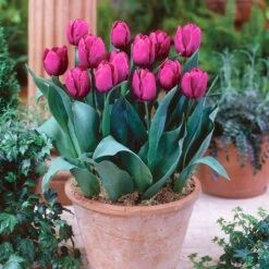 Tulip Royal Wedding Collection Tulipa Princess Irene / Purple Prince -Plant Flower Store Tulip Royal Wedding Collection 1015812 5 32979.1655112391