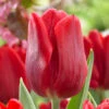 Tulip Ruby Prince -Plant Flower Store Tulip Ruby Prince 0007359 87108.1628161729