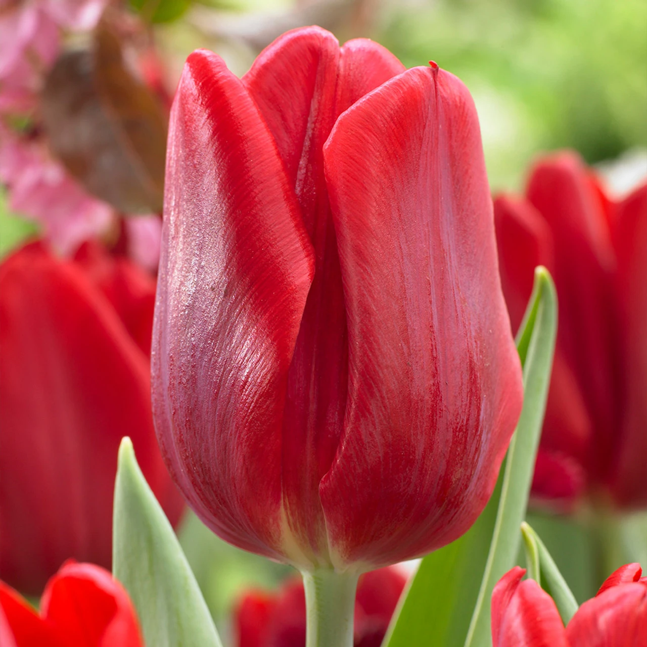 Tulip Ruby Prince (Saver Sized Bulbs) 3 Tulip Ruby Prince (Saver Sized Bulbs)