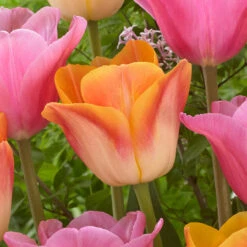 Tulip Salmon Dynasty