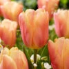 Tulip Salmon Jimmy Triumph Tulip 'Salmon Jimmy' -Plant Flower Store Tulip Salmon Jimmy 0014709 37644.1687861425