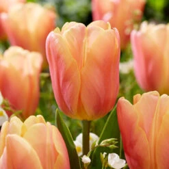 Tulip Salmon Jimmy Triumph Tulip 'Salmon Jimmy'