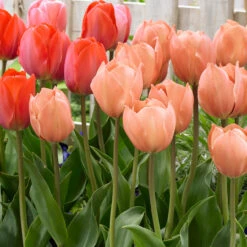 Tulip Salmon Van Eijk -Plant Flower Store Tulip Salmon Van Eijk 11 12cm 0006690 3 40898.1655286953