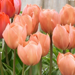 Tulip Salmon Van Eijk