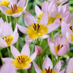 Tulip Saxatilis 5-6cm -Plant Flower Store Tulip Saxatalis 5 6cm 0005462 2 79215.1623343617