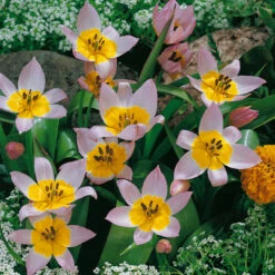 Tulip Saxatilis 5-6cm -Plant Flower Store Tulip Saxatalis 5 6cm 0005462 3 51472.1654683940