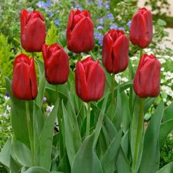 Tulip Seadov Tulipa Seadov
