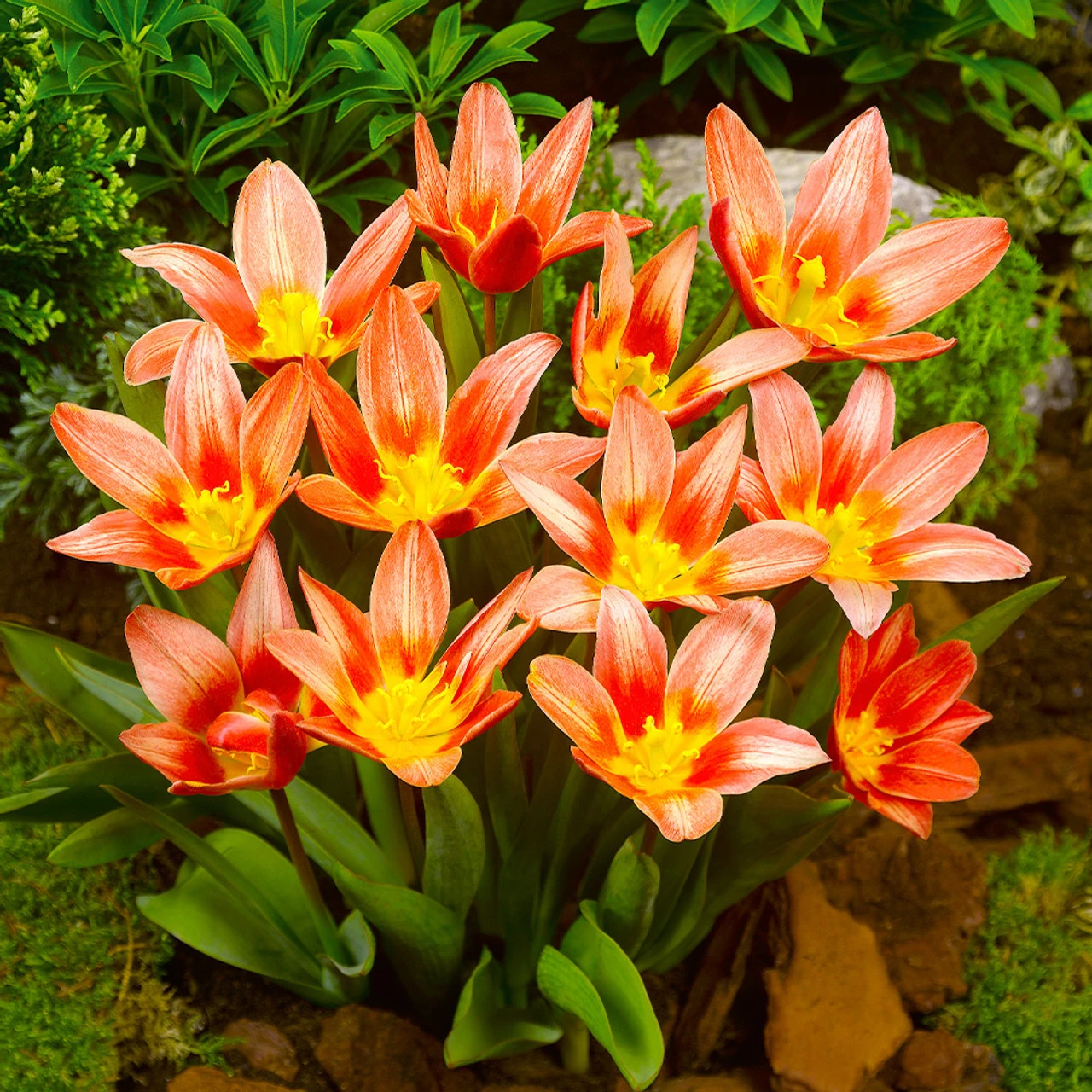 Tulip Shakespeare (Saver Sized Bulbs) Tulipa 3 Tulip Shakespeare (Saver Sized Bulbs) Tulipa