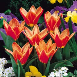 Tulip Shakespeare (Saver Sized Bulbs) Tulipa 6 Tulip Shakespeare (Saver Sized Bulbs) Tulipa -Plant Flower Store Tulip Shakespeare 0002822 87526.1655378395