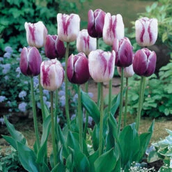 Tulip Shirley Tulipa -Plant Flower Store Tulip Shirley 0003188 3 97855.1628177506