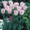 Tulip Shirley Tulipa -Plant Flower Store Tulip Shirley 0003188 10125.1628177506