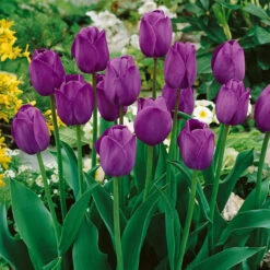 Tulip Shirley Embrace Collection Tulipa Shirley / Attila Collection -Plant Flower Store Tulip Shirley Embrace Collection 1015899 2 29273.1624434386