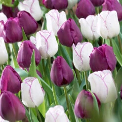 Tulip Shirley Embrace Collection Tulipa Shirley / Attila Collection