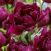 Tulip Showcase Tulipa Showcase 1 Tulip Showcase Tulipa Showcase -Plant Flower Store Tulip Showcase 11 12cm 0009130 97554.1623343831
