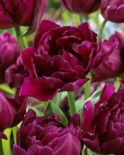 Tulip Showcase Tulipa Showcase