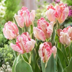 Tulip Silver Parrot 6 Tulip Silver Parrot -Plant Flower Store Tulip Silver Parrot 0014703 2 71557.1690982728