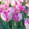 Tulip Silver Parrot 2 Tulip Silver Parrot -Plant Flower Store Tulip Silver Parrot 0014703 35156.1690982728