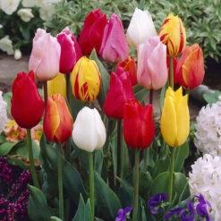Single Early Tulips Mixed (Saver Sized Bulbs) Tulipa
