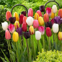 Single Late Tulips Mix (Saver Sized Bulbs) Tulipa -Plant Flower Store Tulip Single Late 10 11cm 0000979 36172.1655383228