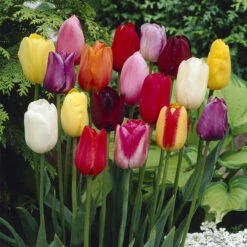 Tulip Single Late Mixed Tulipa