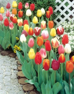 Single Late Tulips Mix (Saver Sized Bulbs) Tulipa -Plant Flower Store Tulip Single Late Tulips Mixed 0000979 2 65070.1655383228