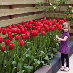 Tulip Sky High Scarlet Tulipa