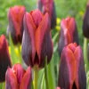 Tulip Slawa Tulipa 1 Tulip Slawa Tulipa -Plant Flower Store Tulip Slawa 0009755 36645.1624433956