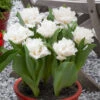 Tulip Snow Crystal -Plant Flower Store Tulip Snow Crystal 0013067 23292.1629190580