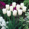 Tulip Snowstar Tulipa -Plant Flower Store Tulip Snowstar 0003192 21574.1628511046