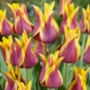 Tulip Sonnet -Plant Flower Store Tulip Sonnet 11 12cm 0009196 87739.1623343880