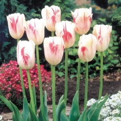 Tulip Sorbet Tulipa -Plant Flower Store Tulip Sorbet 0003016 2 71449.1628511426
