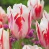 Tulip Sorbet Tulipa -Plant Flower Store Tulip Sorbet 11 12cm 0003016 31202.1628511425