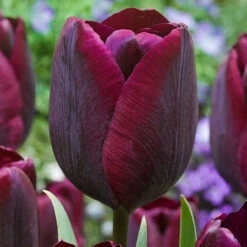 Tulip Soul Mates Collection Ronaldo / Jimmy -Plant Flower Store Tulip Soul Mates Collection 1015914 3 02231.1624436005