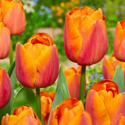 Tulip Soul Mates Collection Ronaldo / Jimmy -Plant Flower Store Tulip Soul Mates Collection 1015914 4 05358.1655111778