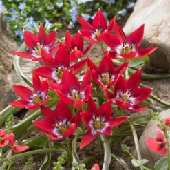 Tulip Species Collection Tulipa Species Collection -Plant Flower Store Tulip Species Collection 1021345 2 77743.1655377975