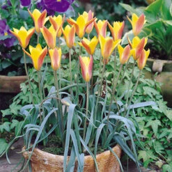 Tulip Species Collection Tulipa Species Collection -Plant Flower Store Tulip Species Collection 1021345 8 54987.1655377976