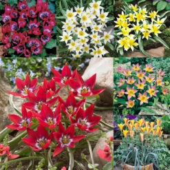 Tulip Species Collection Tulipa Species Collection
