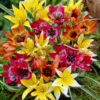 Tulip Species Mixed 5cm+ 1 Tulip Species Mixed 5cm+ -Plant Flower Store Tulip Species Mixed 5cm 0008614 09978.1623343828