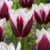 Tulip Spitsbergen Triumph Tulip 'Spitsbergen' -Plant Flower Store Tulip Spitsbergen 0014717 80296.1687938919