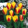 Tulip Stresa (Saver Sized Bulbs) Tulipa -Plant Flower Store Tulip Stresa 0002826 2 97190.1655378436