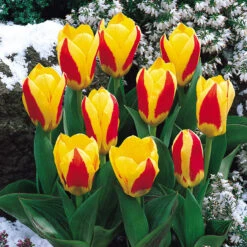 Tulip Stresa (Saver Sized Bulbs) Tulipa
