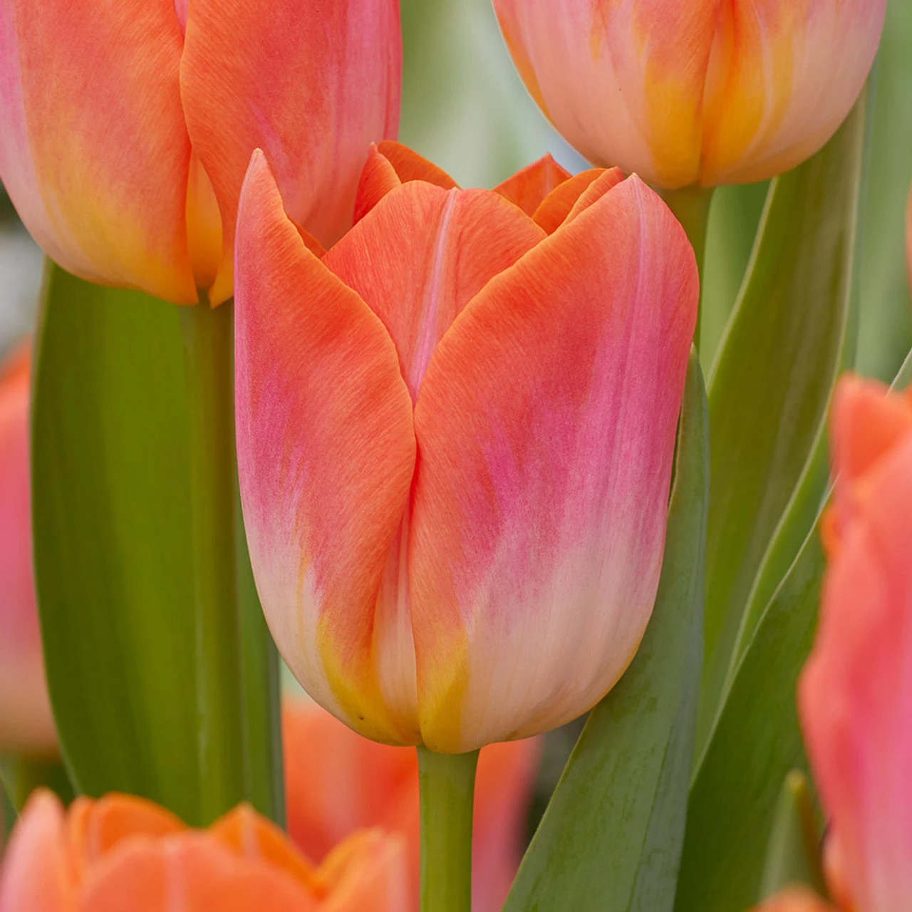 Tulip Sunrise Dynasty Tulipa Sunrise Dynasty 4 Tulip Sunrise Dynasty Tulipa Sunrise Dynasty - Image 2