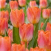 Tulip Sunrise Dynasty Tulipa Sunrise Dynasty -Plant Flower Store Tulip Sunrise Dynasty 0013561 05939.1624434050