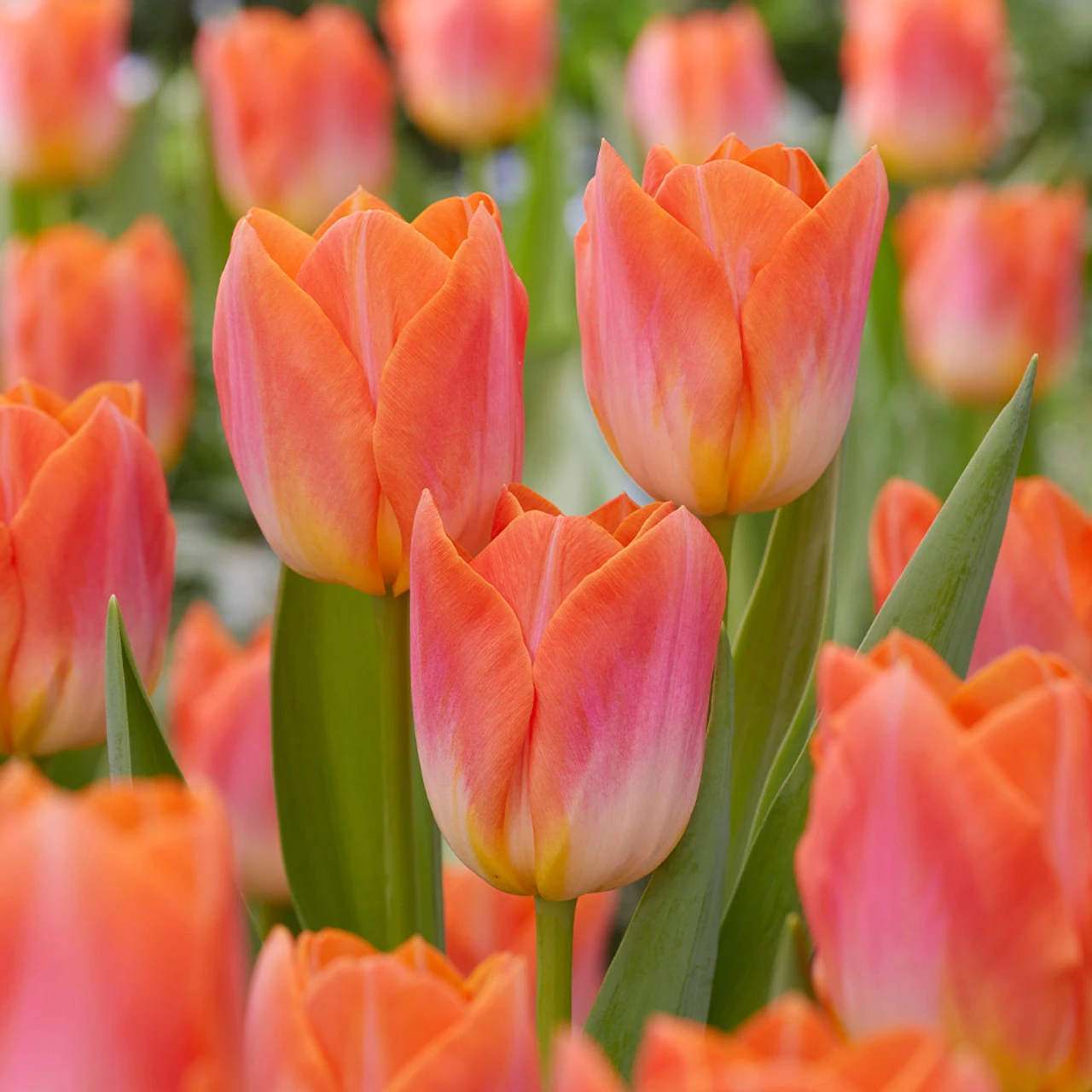 Tulip Sunrise Dynasty Tulipa Sunrise Dynasty 3 Tulip Sunrise Dynasty Tulipa Sunrise Dynasty