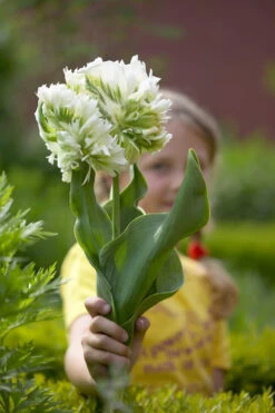 Tulip Super Parrot Tulipa