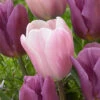 Tulip Sweet Love Tulip Sweet Love -Plant Flower Store Tulip Sweet Love 11 12cm 0008492 2 22576.1655112917